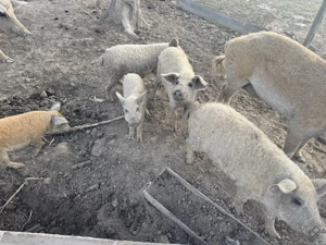 Vand purcei mangalita - imagine 3 Vand purcei mangalita - imagine 3