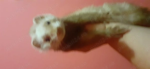 Caut dihor mascul pentru monta