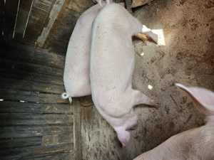 Vand porci intre 70 si 90 de kg  - imagine 2