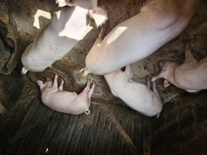 Vand porci intre 70 si 90 de kg 