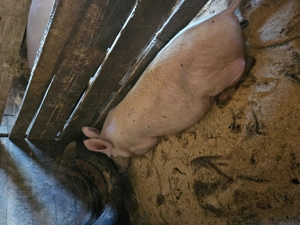 Vand porci intre 70 si 90 de kg  - imagine 3