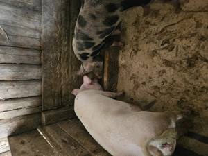 Vand porci intre 70 si 90 de kg  - imagine 4