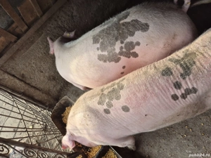 Porci de vanzare  - imagine 3