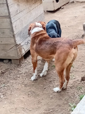 cîinii de vanatoare  - imagine 2 cîinii de vanatoare  - imagine 2