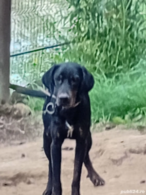 cîinii de vanatoare  - imagine 4 cîinii de vanatoare  - imagine 4