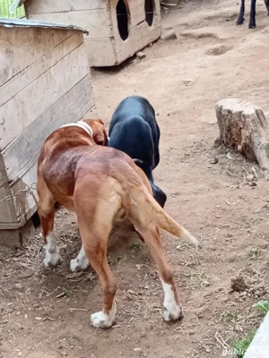 cîinii de vanatoare  - imagine 5 cîinii de vanatoare  - imagine 5