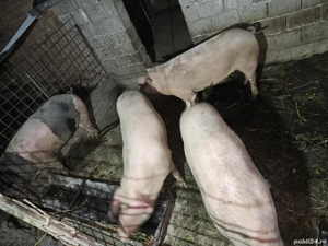 Porcii preț ușor negociabil  - imagine 3