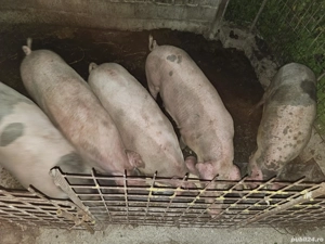 Porcii preț ușor negociabil  - imagine 5