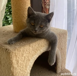 pisicuta british - imagine 2