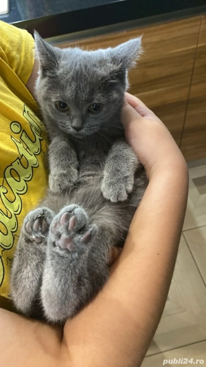 pisicuta british - imagine 3