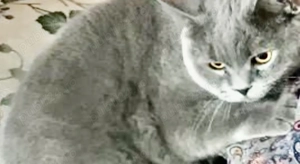 Motan gras terapeutic British Shorthair castrat pisica