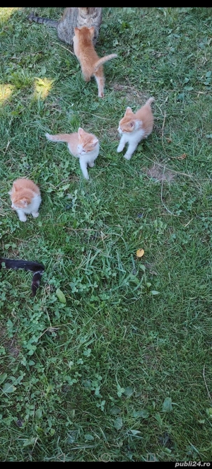 Donație pisici - imagine 2