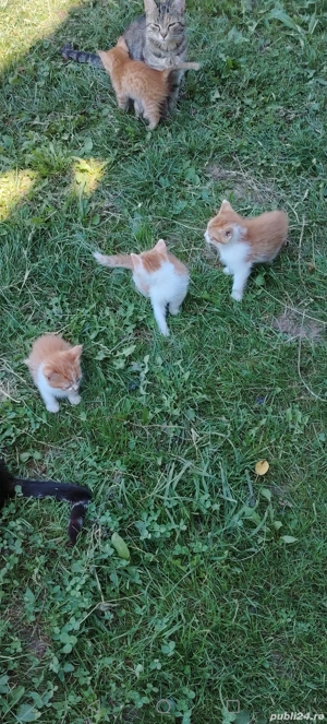Donație pisici - imagine 4