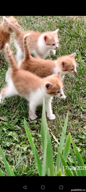Donație pisici - imagine 3