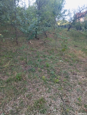 vand urgent teren   posibilitatea de a construi casa  pomi fructiferi asfalt curent apa 1500m negoci