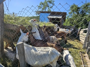 se vinde capre alpine și sanne  - imagine 2 se vinde capre alpine și sanne  - imagine 2