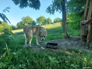 Mascul Ciobanesc de Asia Centrala 