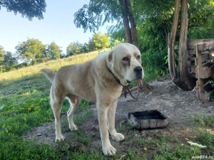 Mascul Ciobanesc de Asia Centrala  - imagine 2 Mascul Ciobanesc de Asia Centrala  - imagine 2