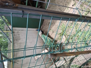 vand paun, cocosei si gainuse pitici