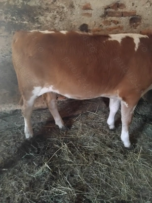 De vanzare vitele - imagine 3 De vanzare vitele - imagine 3