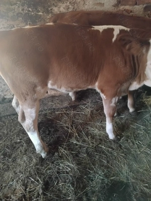 De vanzare vitele - imagine 2 De vanzare vitele - imagine 2