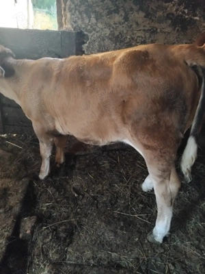 De vanzare vitele - imagine 4 De vanzare vitele - imagine 4