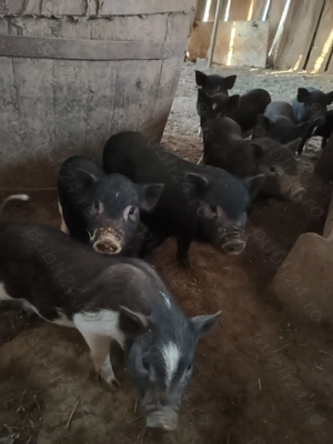 Purceii vietnamezi - imagine 2