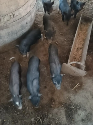 Purceii vietnamezi - imagine 3