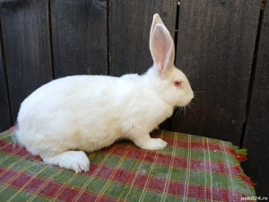 Femele hycole francez!