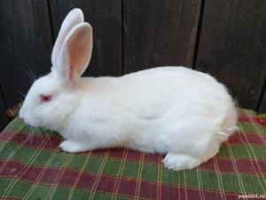 Femele hycole francez! - imagine 2