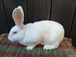 Femele hycole francez! - imagine 3