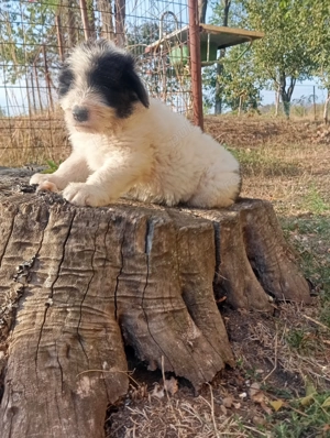 Ciobanesc mioritic superbi - imagine 3 Ciobanesc mioritic superbi - imagine 3