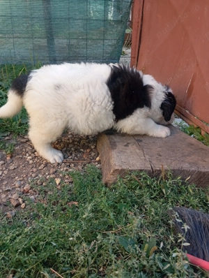 Ciobanesc mioritic superbi