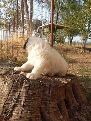 Ciobanesc mioritic superbi - imagine 2 Ciobanesc mioritic superbi - imagine 2