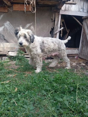 Ciobanesc mioritic superbi - imagine 4 Ciobanesc mioritic superbi - imagine 4