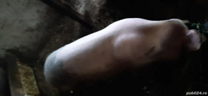 Vând porci - imagine 3