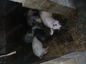 Purcei de 11saptamani