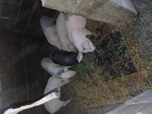 Purcei de 11saptamani - imagine 2