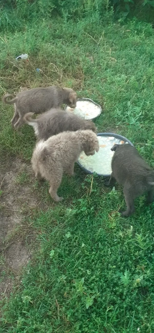 Vind catei de intors oi - imagine 2 Vind catei de intors oi - imagine 2