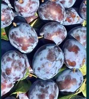 prune de vanzare