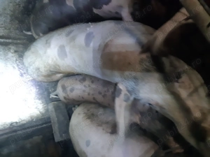 Vand vier rasa de carne