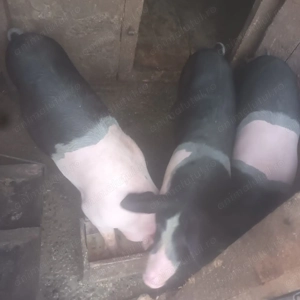 vand porci diverse marimi