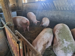 vand porci de casa - imagine 3