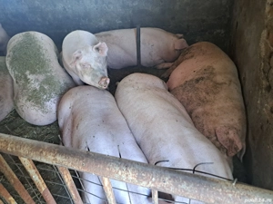 vand porci de casa - imagine 2