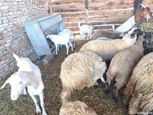 vand miei si iezi - imagine 3 vand miei si iezi - imagine 3