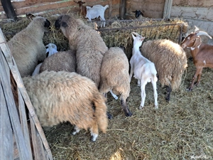 vand miei si iezi - imagine 2 vand miei si iezi - imagine 2