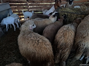 vand miei si iezi - imagine 4 vand miei si iezi - imagine 4