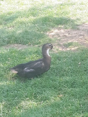 Vind rătoi rasă indiană și rață ryan tinere - imagine 2