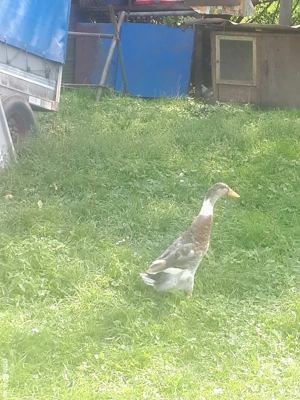 Vind rătoi rasă indiană și rață ryan tinere - imagine 3