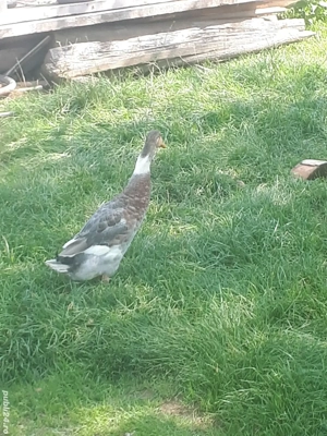 Vind rătoi rasă indiană și rață ryan tinere - imagine 5